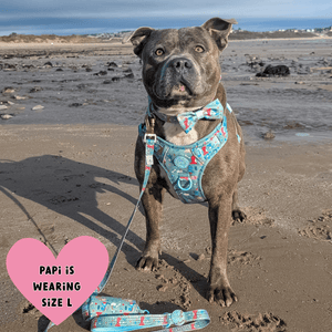 Trail & Glow Dog Lead 5ft - Colour Drops - Dino Party - Bailey and Coco (UK)