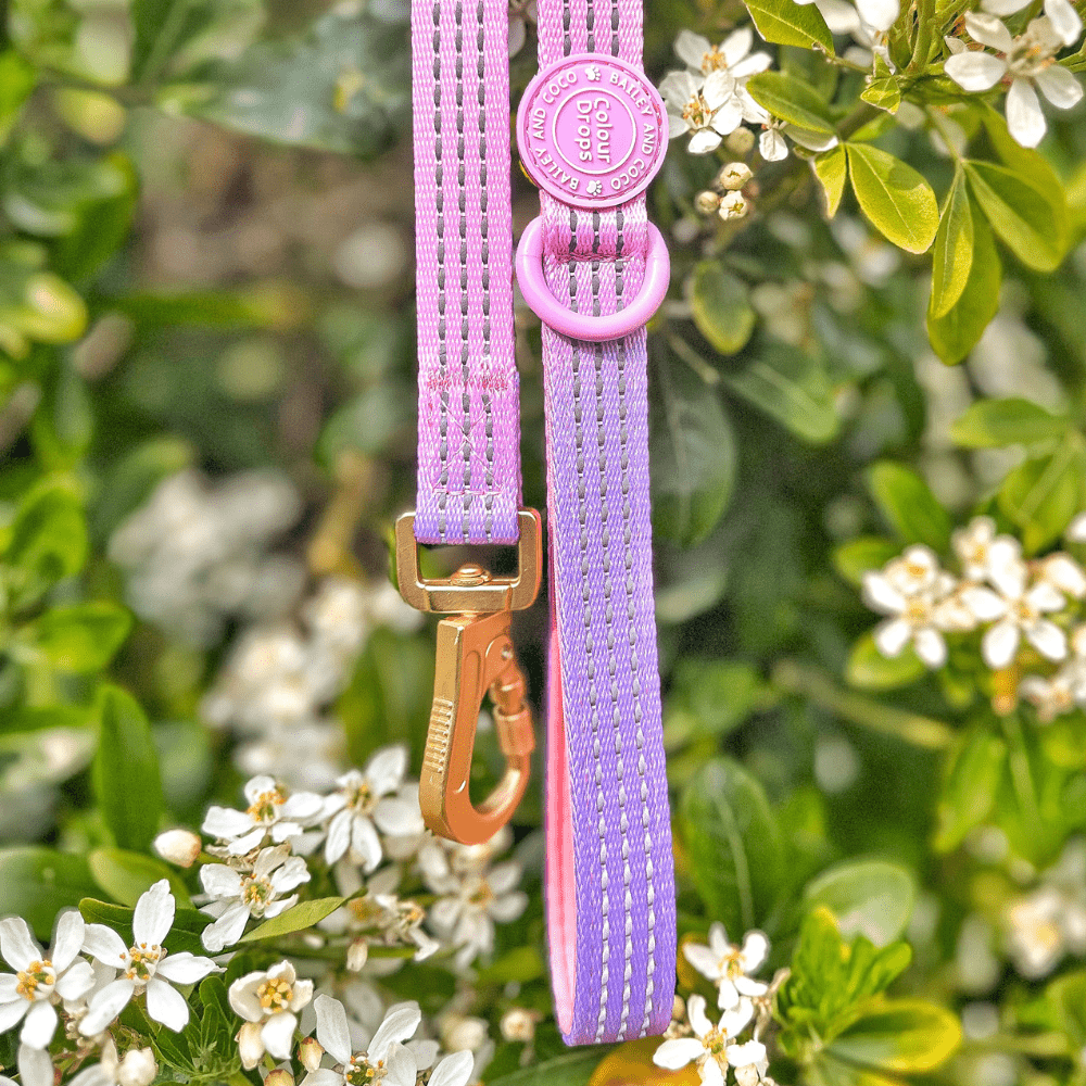 Trail & Glow® Dog Lead 5ft - COLOUR DROPS® - Love that for you - Bailey and Coco (UK)