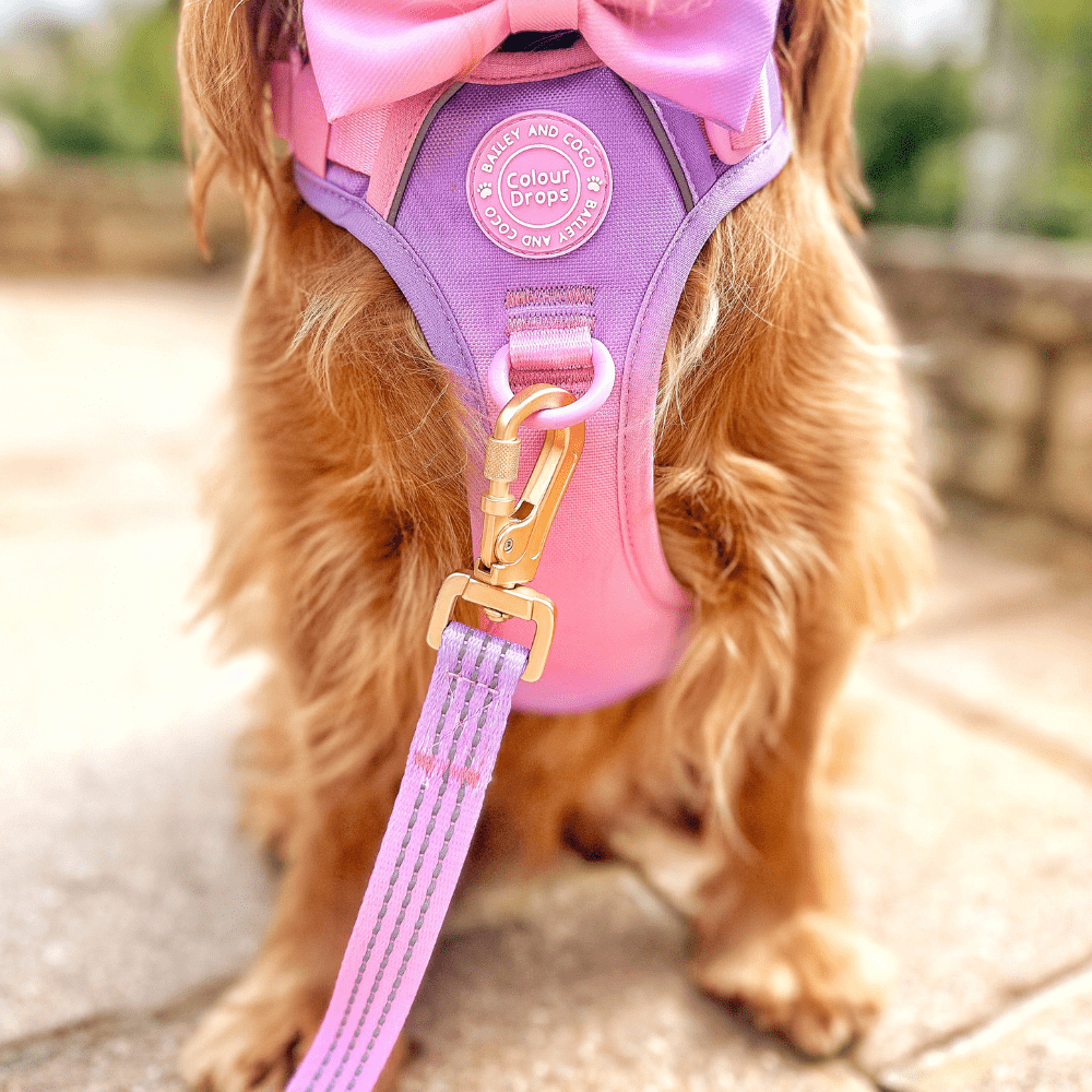 Trail & Glow® Dog Lead 5ft - COLOUR DROPS® - Love that for you - Bailey and Coco (UK)