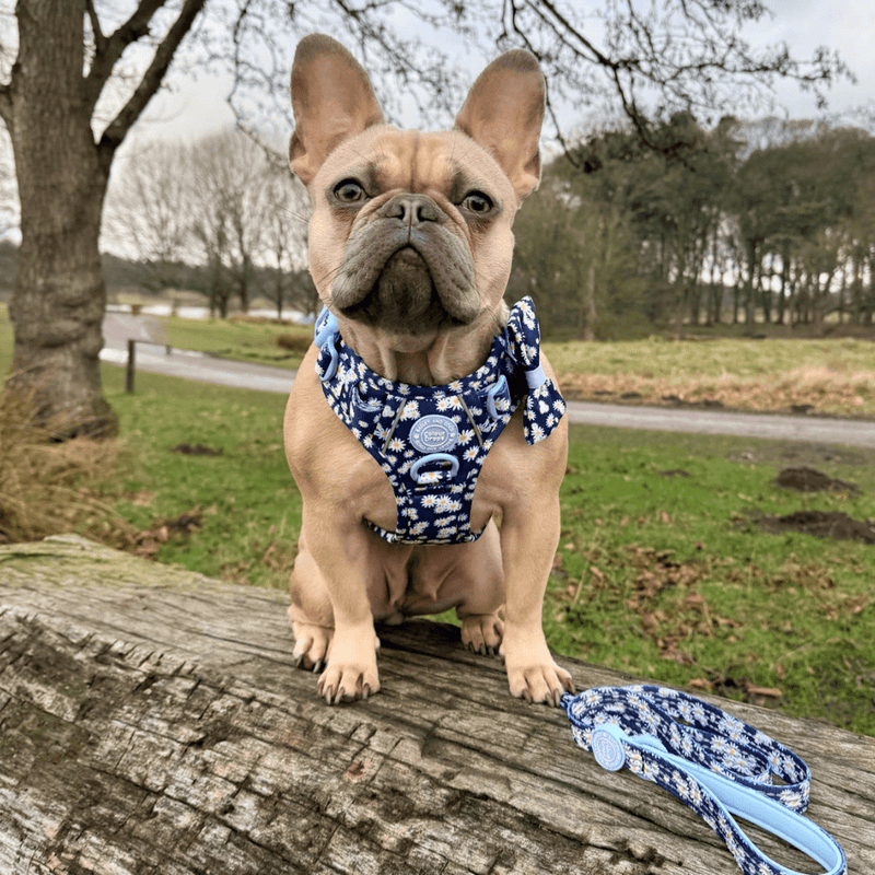 Trail & Glow Dog Lead 5ft - Colour Drops - Loves me, Loves me not - Bailey and Coco (UK)