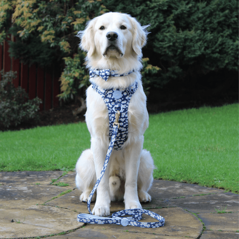 Trail & Glow Dog Lead 5ft - Colour Drops - Loves me, Loves me not - Bailey and Coco (UK)