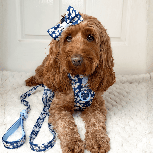 Trail & Glow Dog Lead 5ft - Colour Drops - Loves me, Loves me not - Bailey and Coco (UK)