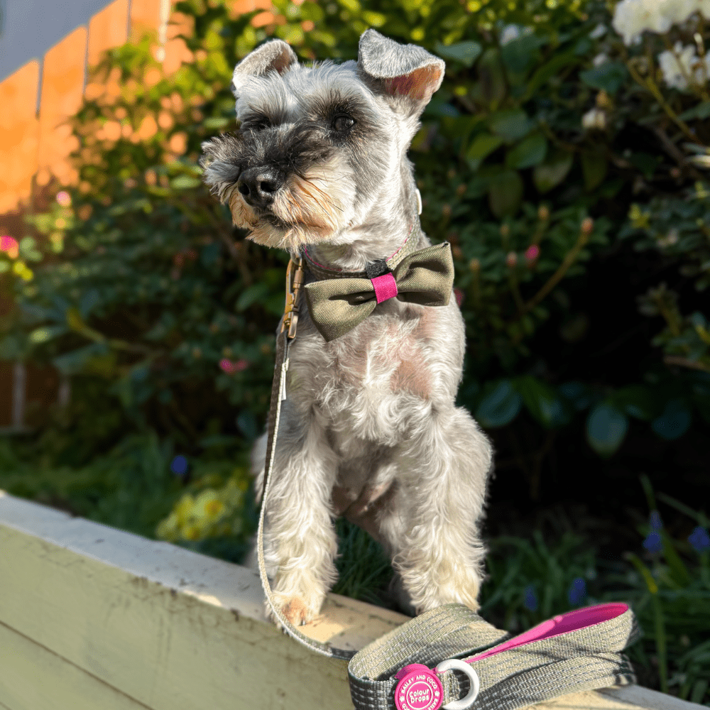 Trail & Glow® Dog Lead 5ft - COLOUR DROPS® - Olive it Hot - Bailey and Coco (UK)