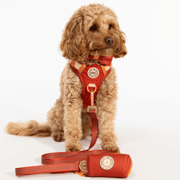 Trail & Glow® Dog Lead 5ft - COLOUR DROPS® - Spice it up - alternate view