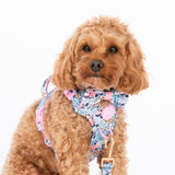 Trail & Glow Dog Lead 5ft - Colour Drops - Spring Dreams - Bailey and Coco (UK)