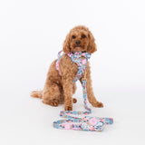 Trail & Glow Dog Lead 5ft - Colour Drops - Spring Dreams - Bailey and Coco (UK)