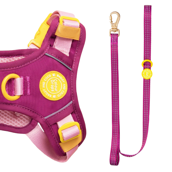 Trail & Glow® Dog Lead 5ft - COLOUR DROPS® - We're Jammin' - Bailey and Coco (UK)