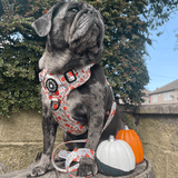 Trail & Glow® Fabric Dog Lead 5ft - Autumn Magic - Bailey and Coco (UK)