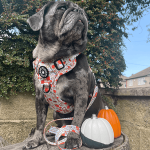Trail & Glow® Fabric Dog Lead 5ft - Autumn Magic - Bailey and Coco (UK)
