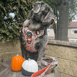 Trail & Glow® Fabric Dog Lead 5ft - Autumn Magic - Bailey and Coco (UK)