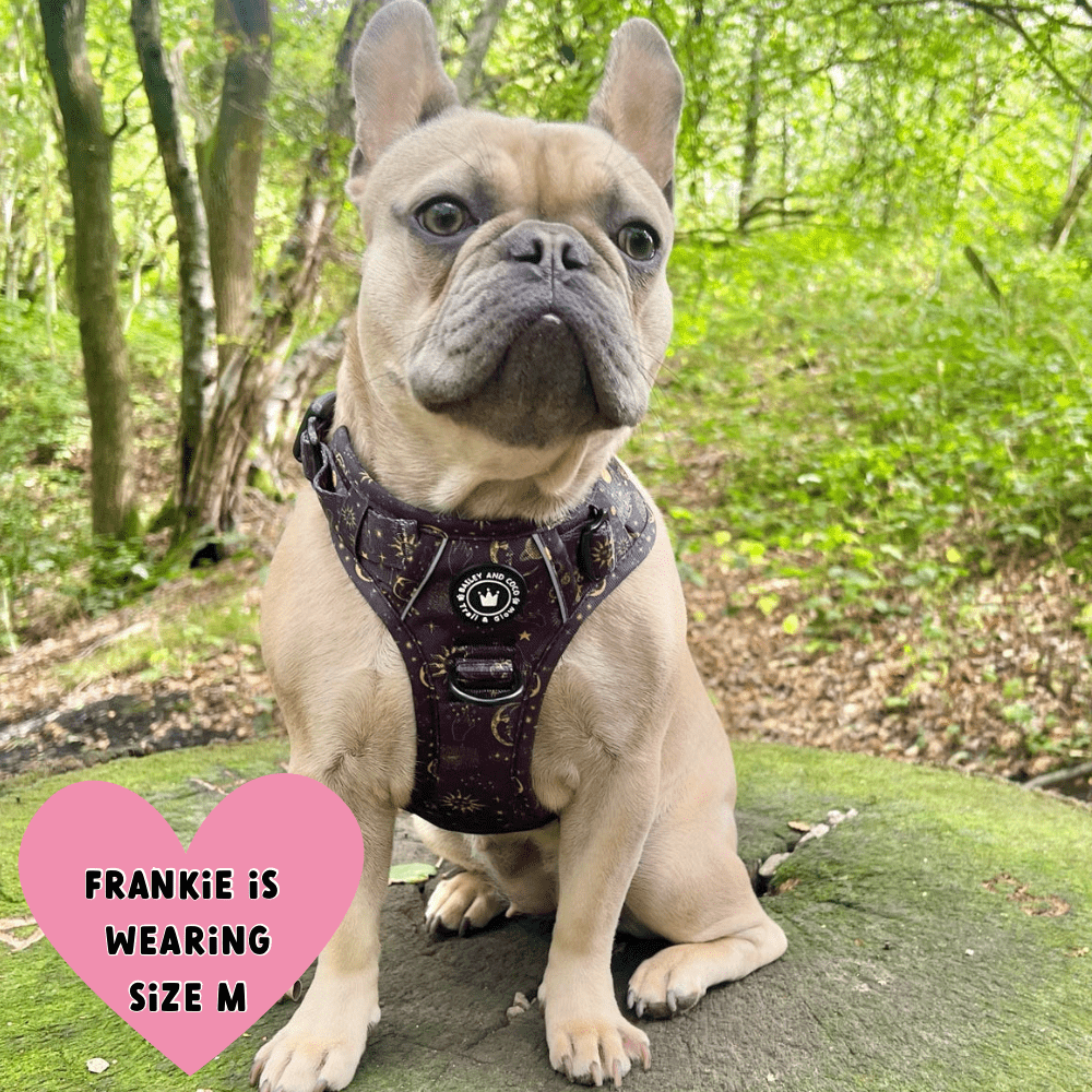 Trail & Glow® Harness Bundle Set - Celestial - Bailey and Coco (UK)