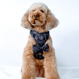 Trail & Glow® Harness Bundle Set - Celestial - Bailey and Coco (UK)