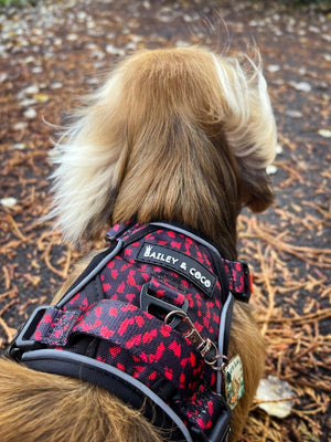 Trail & Glow® Harness Bundle Set - Dark Romance (No Bow Tie) - Bailey and Coco (UK)