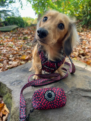 Trail & Glow® Harness Bundle Set - Dark Romance (No Bow Tie) - Bailey and Coco (UK)