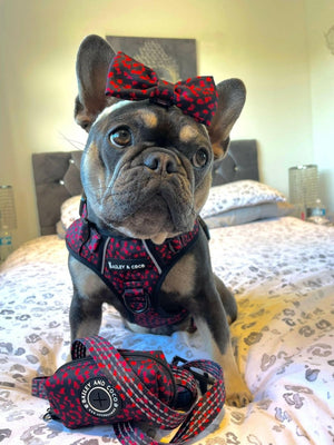 Trail & Glow® Harness Bundle Set - Dark Romance (No Bow Tie) - Bailey and Coco (UK)