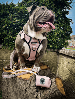 Trail & Glow® Harness Bundle Set - The Champagne One - Bailey and Coco (UK)