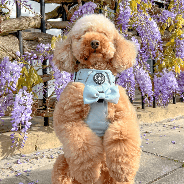 Trail & Glow® Harness Bundle Set - The Eggshell Blue One - alternate view