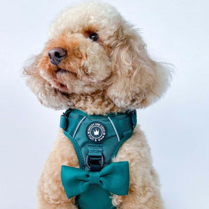 Trail & Glow® Harness Bundle Set - The Emerald Green One - Bailey and Coco (UK)