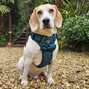 Trail & Glow® Harness Bundle Set - The Emerald Green One - Bailey and Coco (UK)