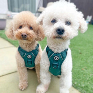 Trail & Glow® Harness Bundle Set - The Emerald Green One - Bailey and Coco (UK)