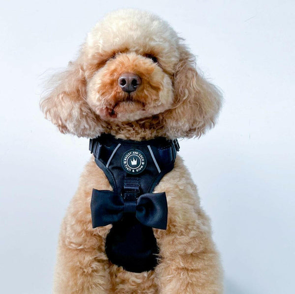 Trail & Glow® Harness Bundle Set - The Jet Black One - Bailey and Coco (UK)