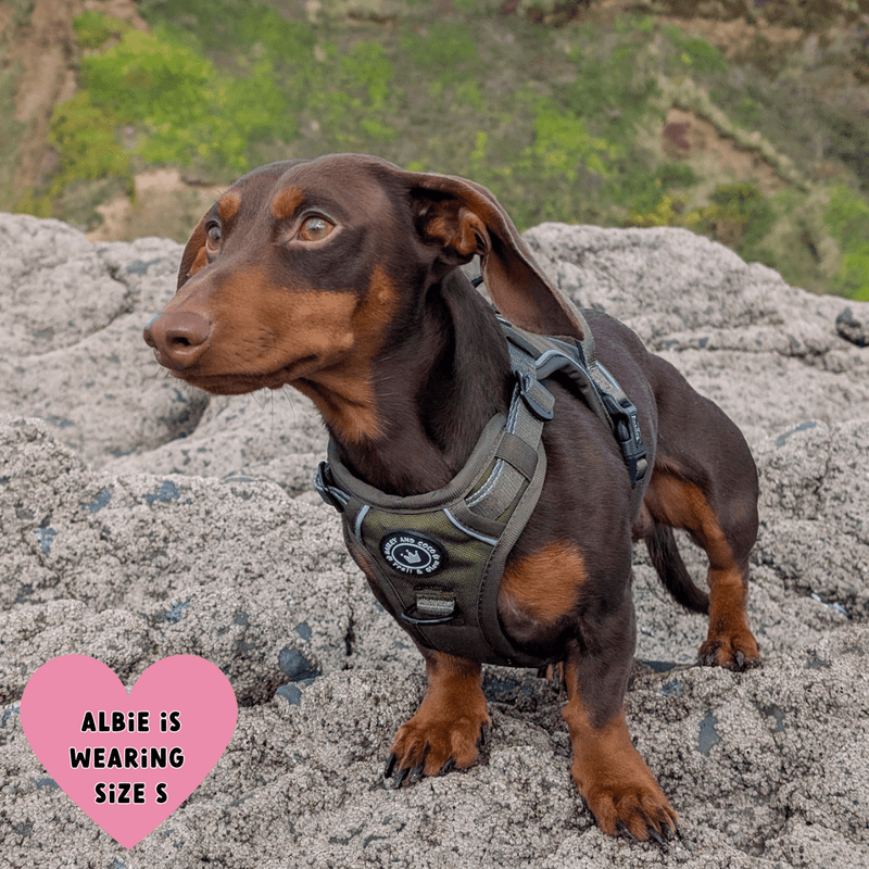 Trail & Glow® Harness Bundle Set - The Khaki One - Bailey and Coco (UK)