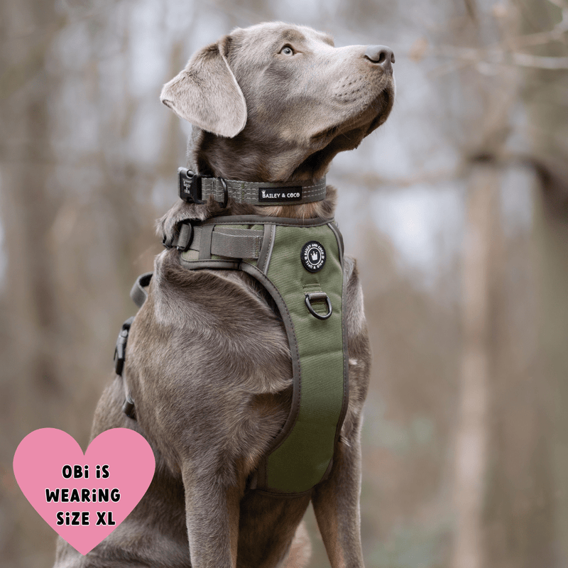 Trail & Glow® Harness Bundle Set - The Khaki One - Bailey and Coco (UK)