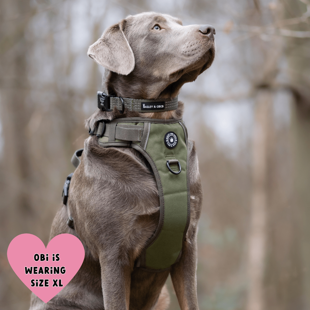 Trail & Glow® Harness Bundle Set - The Khaki One - Bailey and Coco (UK)