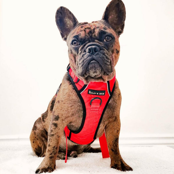 Trail & Glow® Harness Bundle Set - The Red One - alternate view