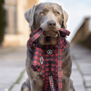 Trail & Glow® Harness Bundle Set - The Red Tartan One - Bailey and Coco (UK)