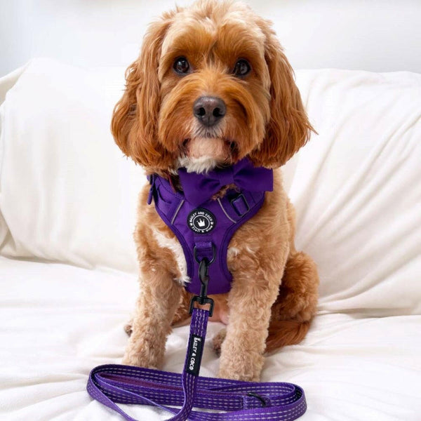 Trail & Glow® Harness Bundle Set - The Royal Purple One - alternate view