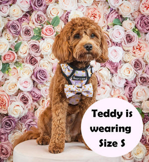 Trail & Glow® Harness Bundle Set - Walking on Sunshine - Bailey and Coco (UK)