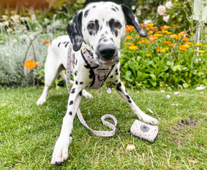 Trail & Glow® Harness Bundle Set - Walking on Sunshine - Bailey and Coco (UK)