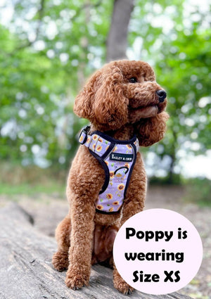 Trail & Glow® Harness Bundle Set - Walking on Sunshine - Bailey and Coco (UK)