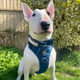english bull terrier harness