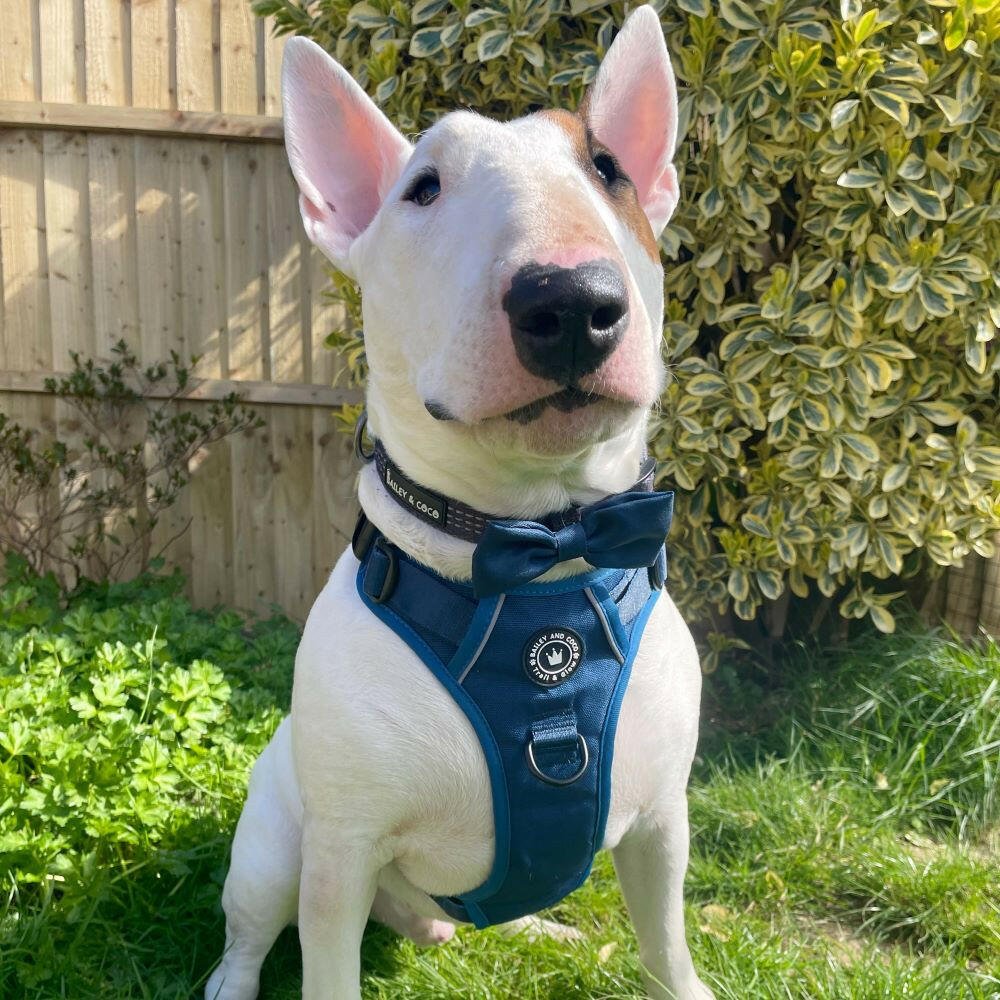 english bull terrier harness