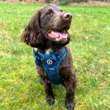 harness or collar for cocker spaniel