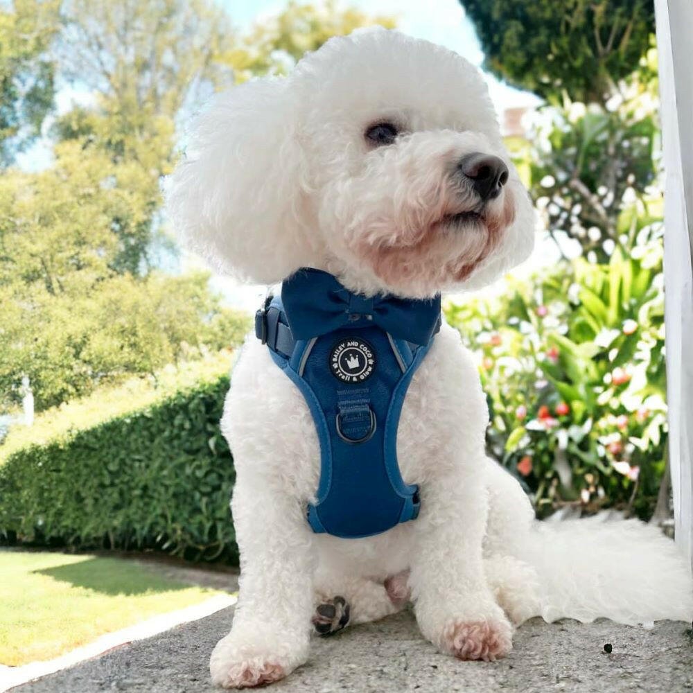 white dog wearing a harness