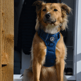 large dog wearing herness