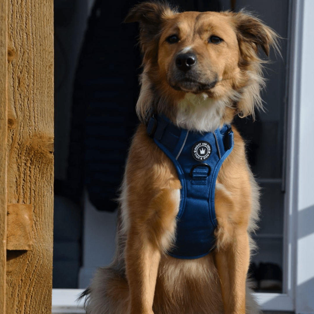 large dog wearing herness