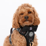 Trail & Glow Tweed Dog Harness - Colour Drops - Charcoal Tweed - Bailey and Coco (UK)
