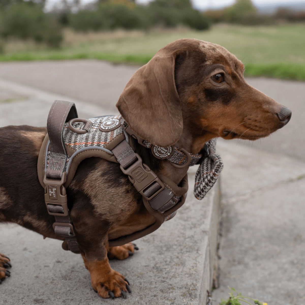 Trail & Glow Tweed Dog Harness - Colour Drops - Heritage Plaid - Bailey and Coco (UK)