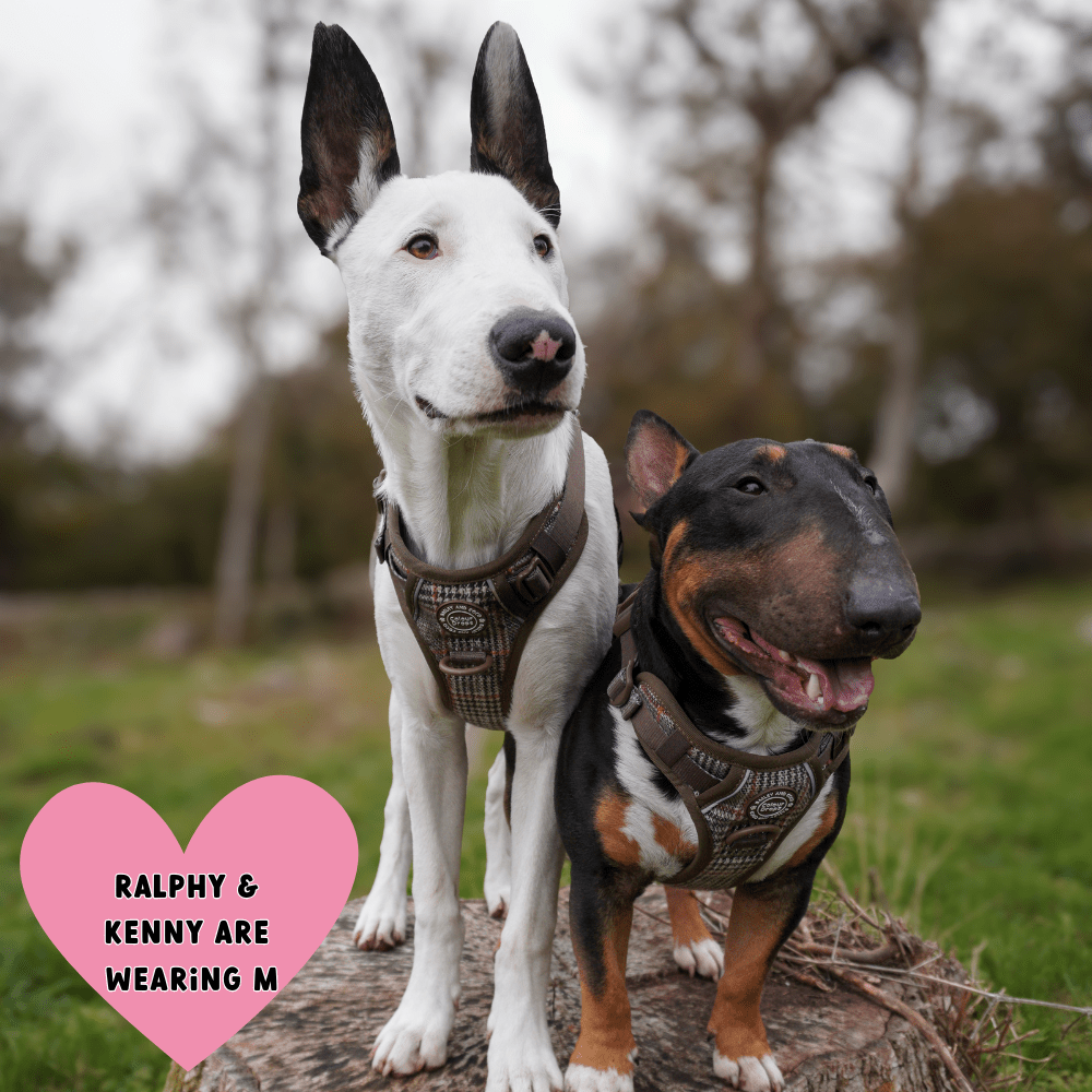 Trail & Glow Tweed Dog Harness - Colour Drops - Heritage Plaid - Bailey and Coco (UK)