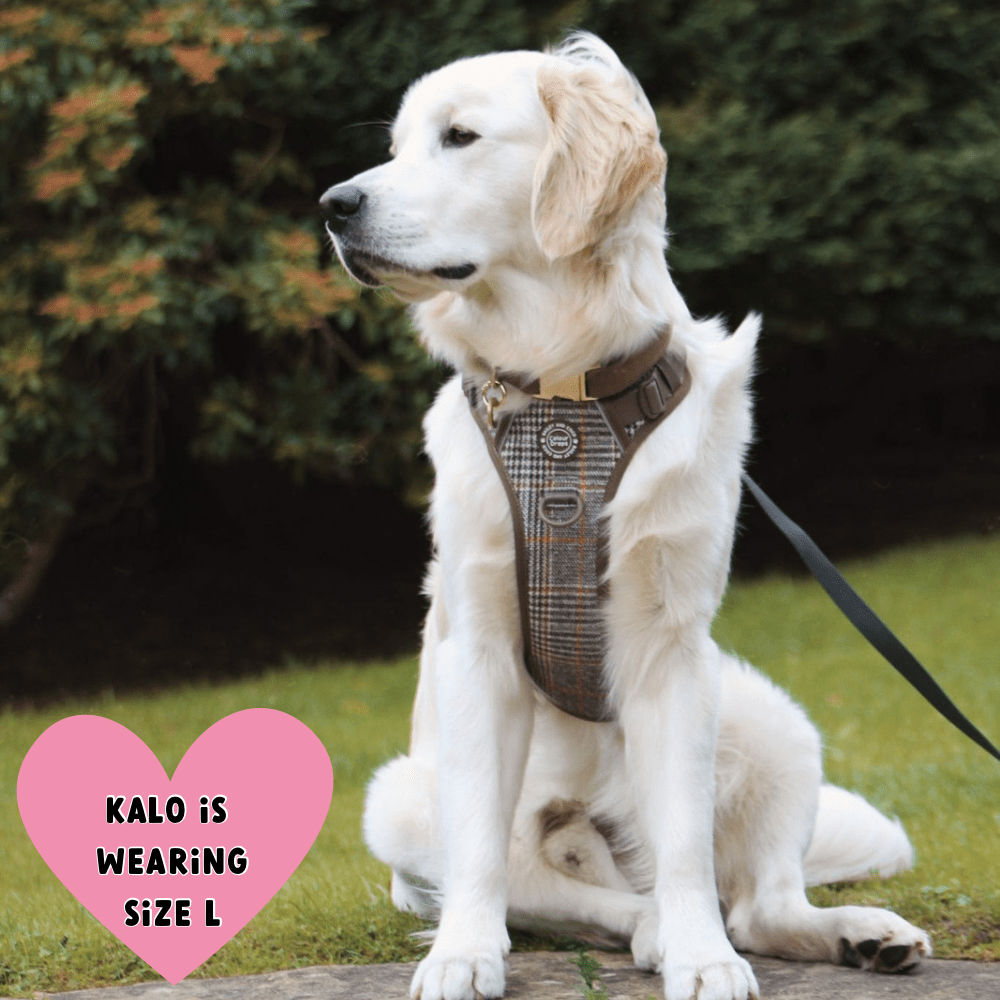 Trail & Glow Tweed Dog Harness - Colour Drops - Heritage Plaid - Bailey and Coco (UK)