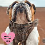 Trail & Glow Tweed Dog Harness - Colour Drops - Heritage Plaid - Bailey and Coco (UK)