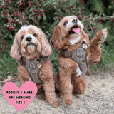 Trail & Glow Tweed Dog Harness - Colour Drops - Heritage Plaid - Bailey and Coco (UK)