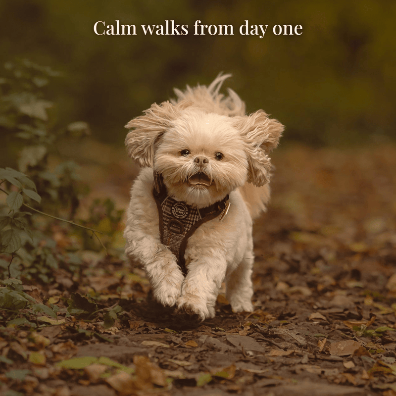 Trail & Glow Tweed Dog Harness - Colour Drops - Heritage Plaid - Bailey and Coco (UK)