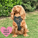 harness for cocker spaniel