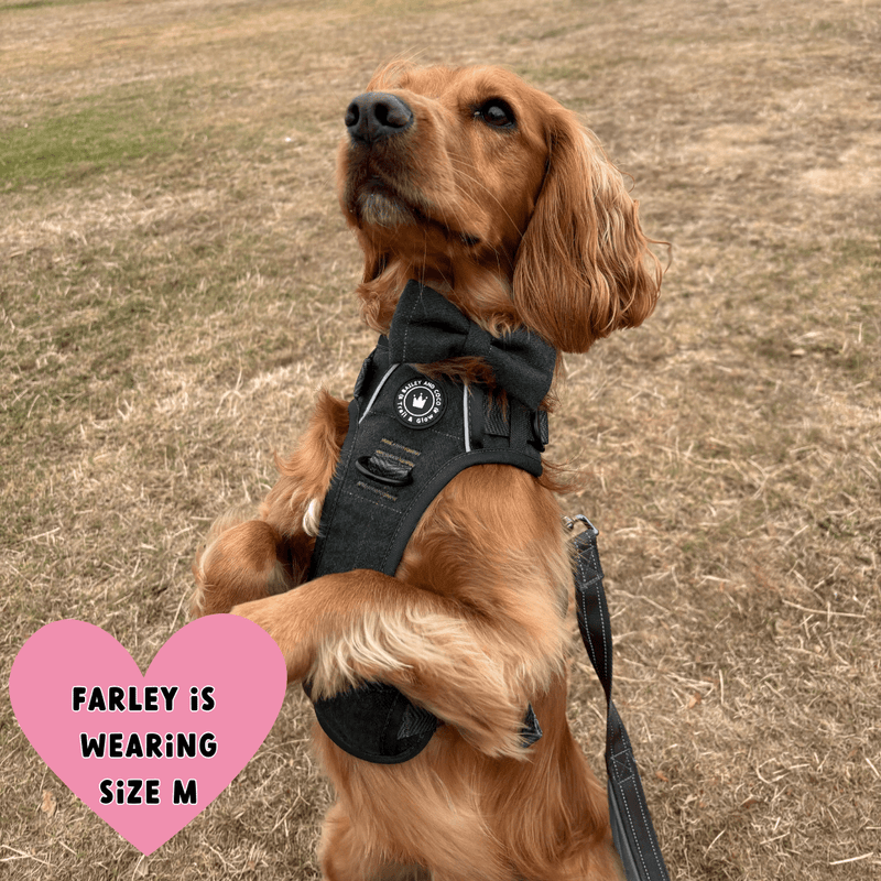 dog harness for cocker spaniel