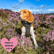 beagle harness